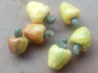 cashew fruits cashew fruits