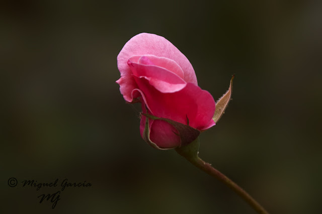 Rosa de Primavera