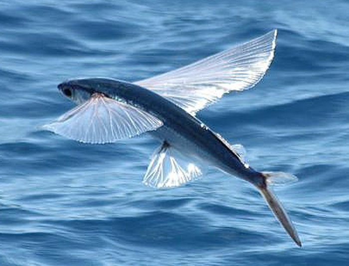Life under the blue water Flying Fish a fish that have the power of