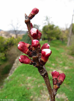aubercoquer poncelles 10 03 12
