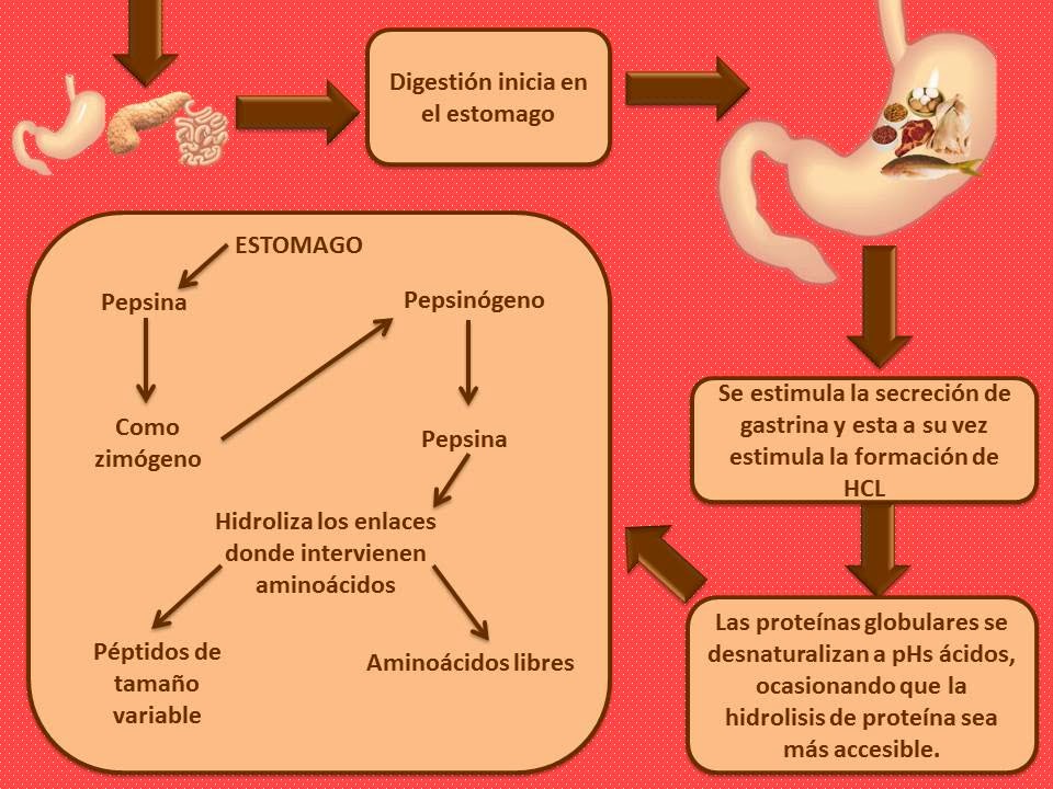 Blog de Fisiología, UAS, Valeria Medel García : DIGESTIÓN DE PROTEÍNAS