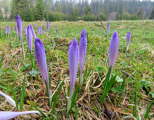Szafran wiosenny (Crocus vernus). Szafran wiosenny (Crocus vernus).