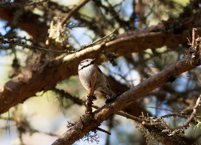 Crested Tit, Scotland