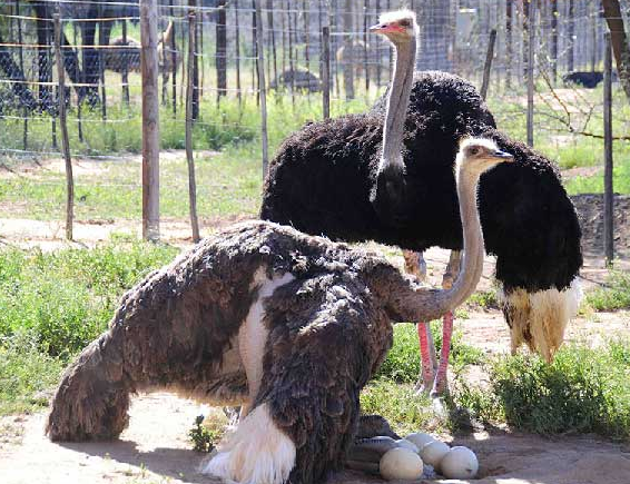 Beberapa Fakta Menarik Tentang Burung Unta Burung Terbesar Di