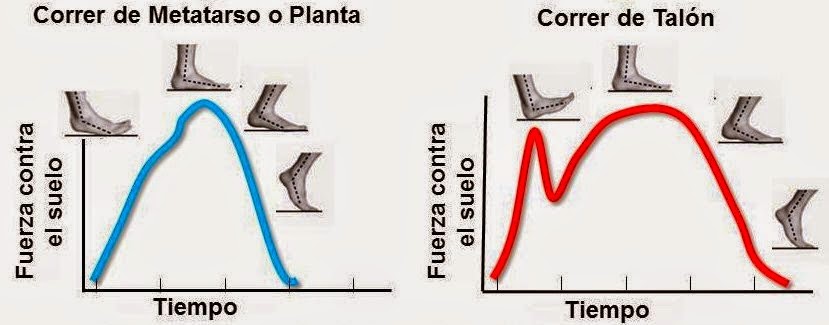 Resultat d'imatges per a "metatarso talon correr"
