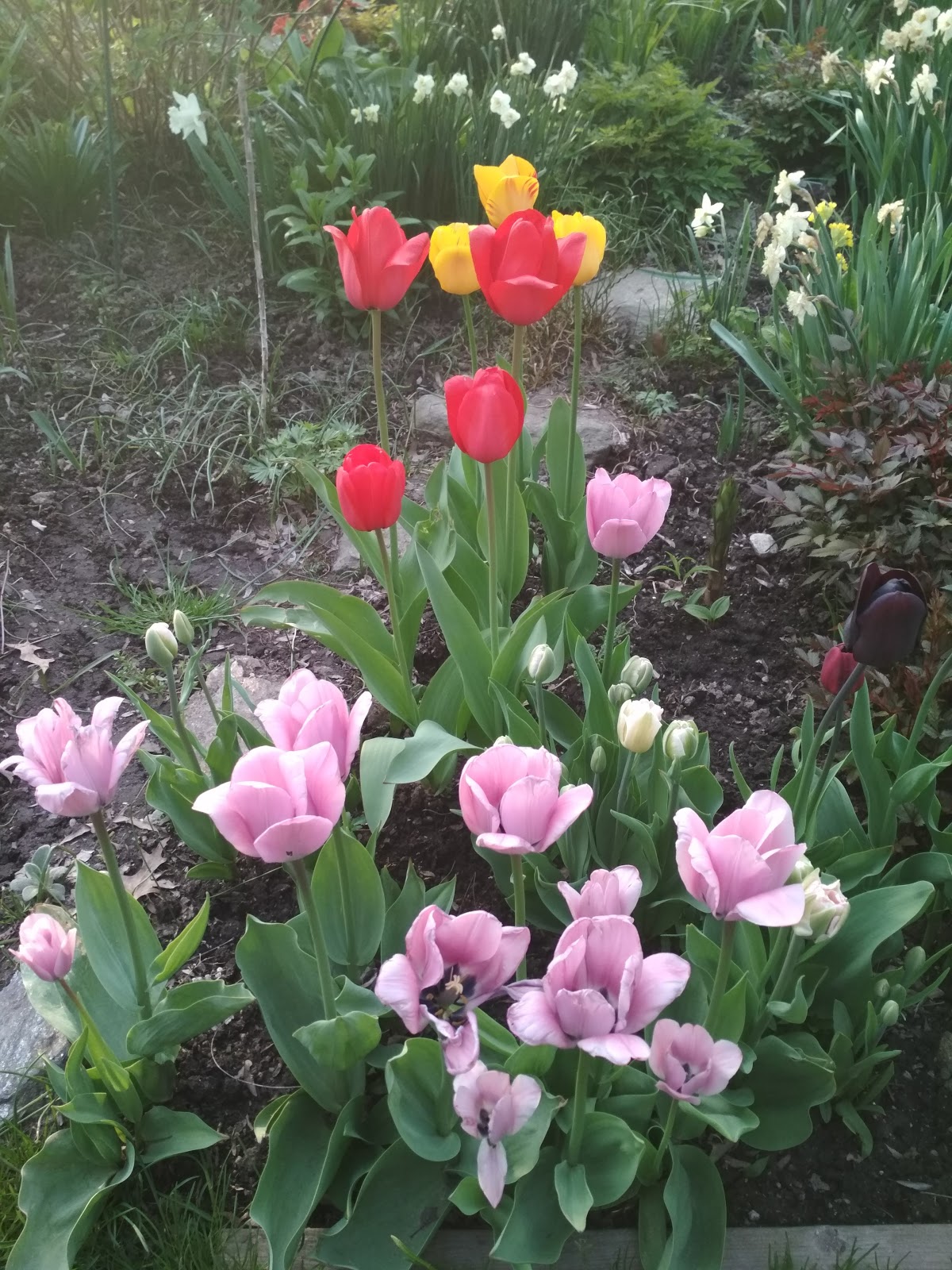 CHINAR SHADE SPRING TIME IN NEW YORK AND MY POETIC FEELINGS chinar-shade-spring-time-in-new-york-and-my-poetic-feelings