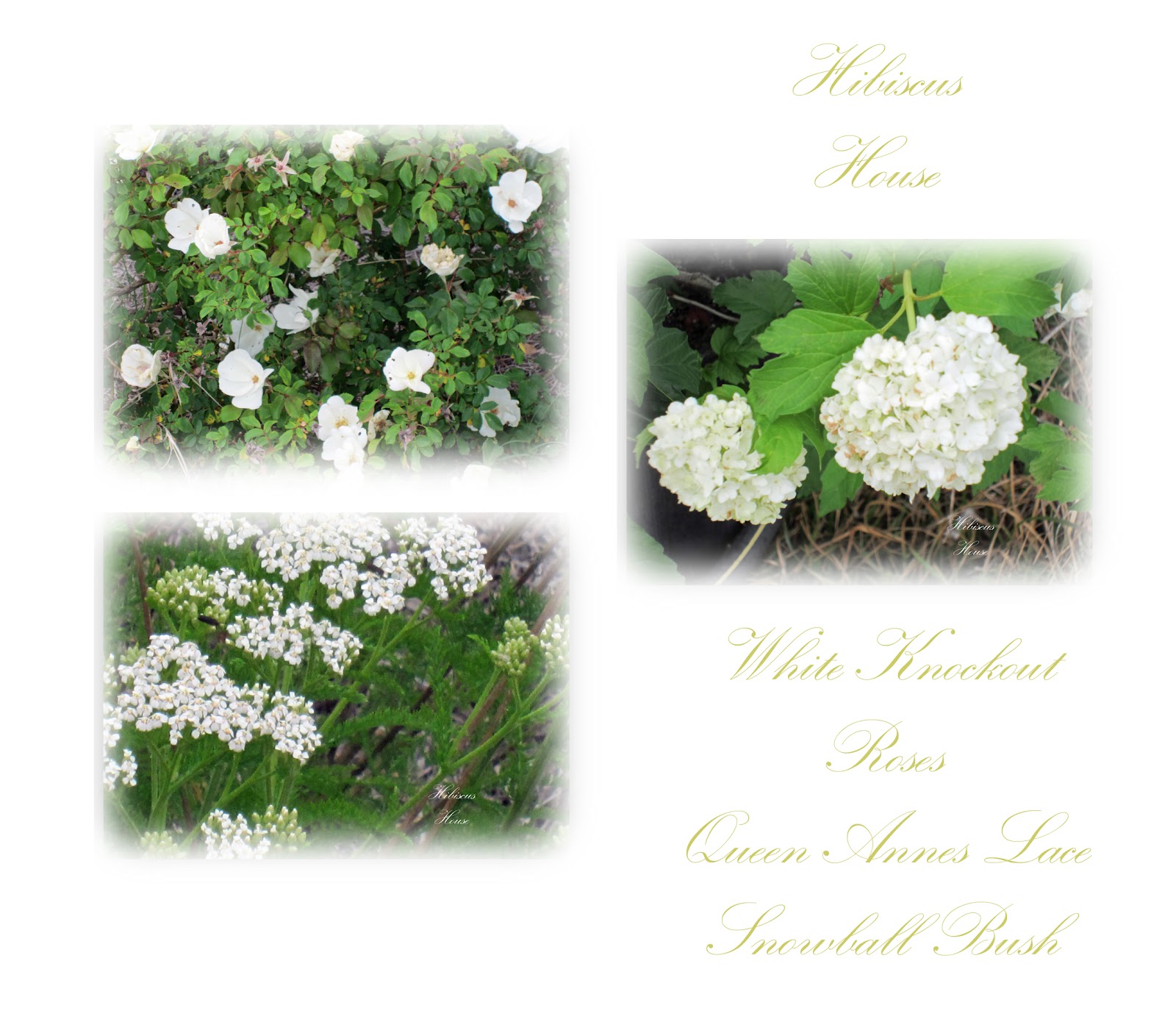 Tone On Tone Interior Garden Design Our White Border Garden