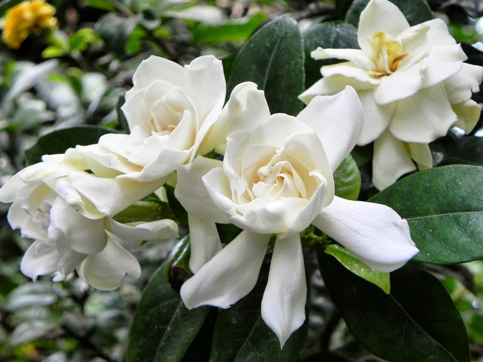 природа белая гардения цветы загрузить