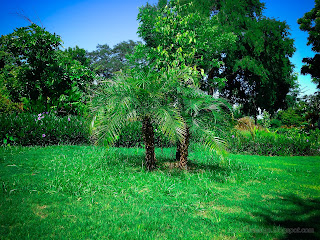 Sweet Garden Landscape With Phoenix Roebelenii Or Pygmy Date Palm Plants