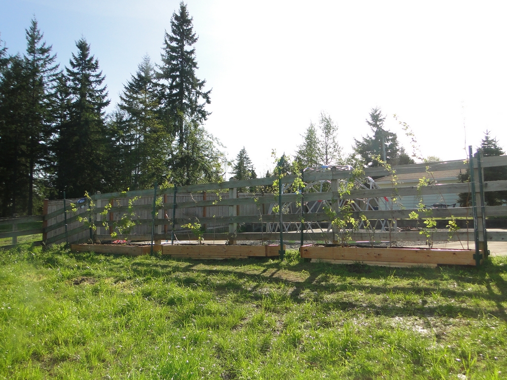 Garden Scrapbook Raspberry Raised Beds Part 3