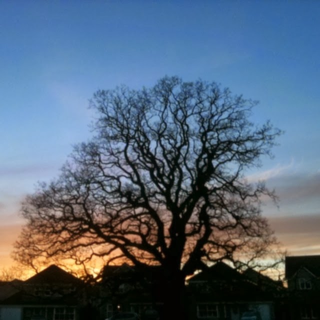 oak tree at sunset