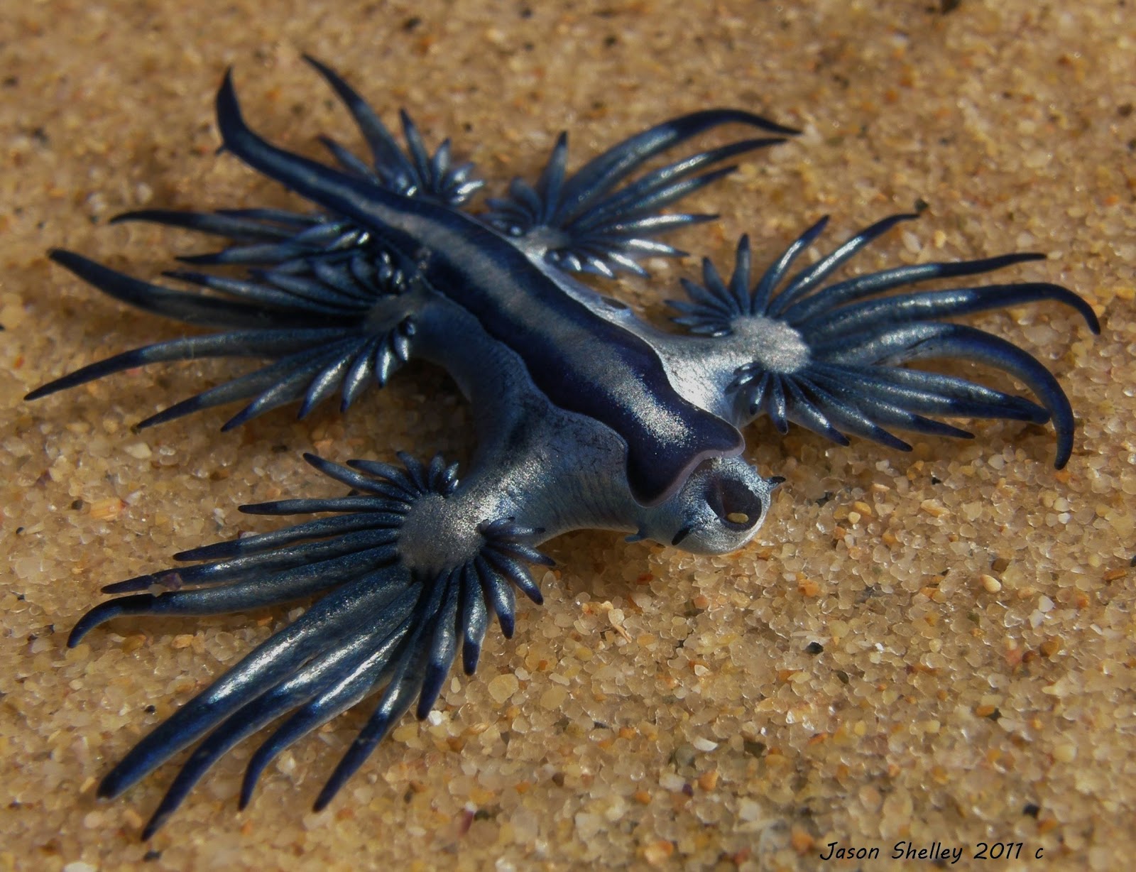 https://2.bp.blogspot.com/-JN5aLI7oHfY/UFb89OQtmHI/AAAAAAAADzw/j_86IUoHiE4/s1600/blue-dragon-mollusk-nature-pictures_2.jpg