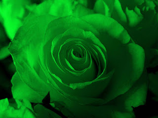 Green Rose flowers flowers
