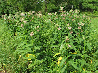 Pollinators: The Monarch's Breadbasket
