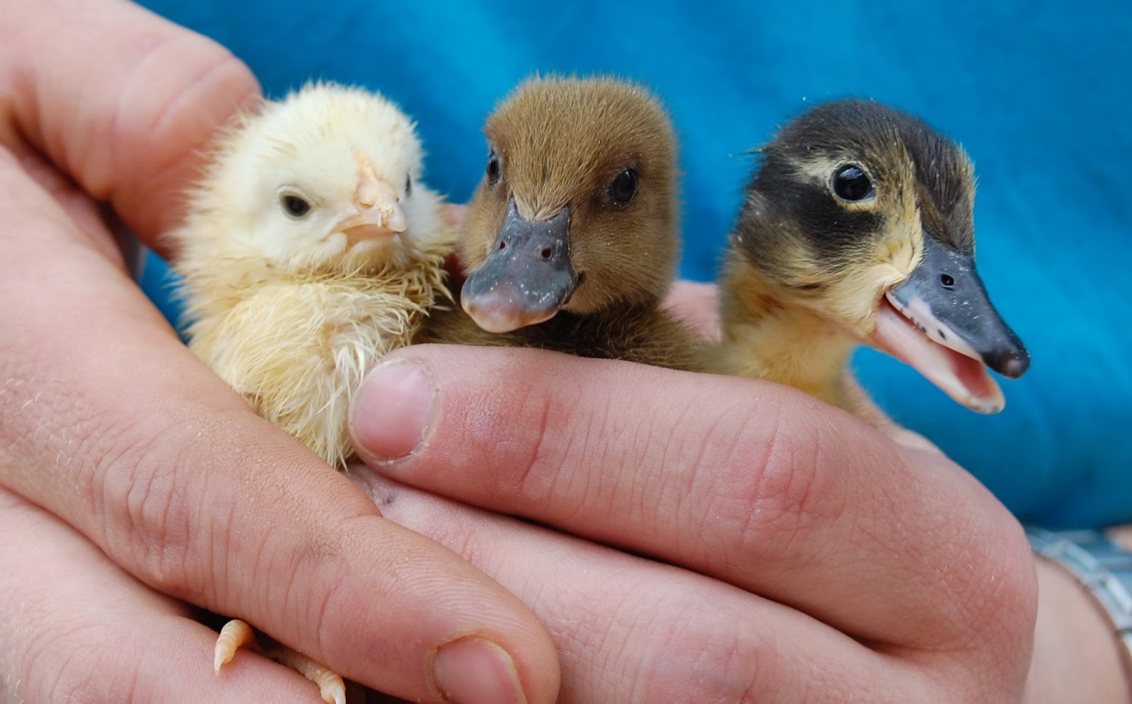 Rescued baby birds.