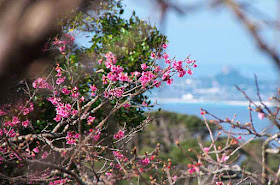 Ie-jima island through cherry blossoms on Mt. Yaedake