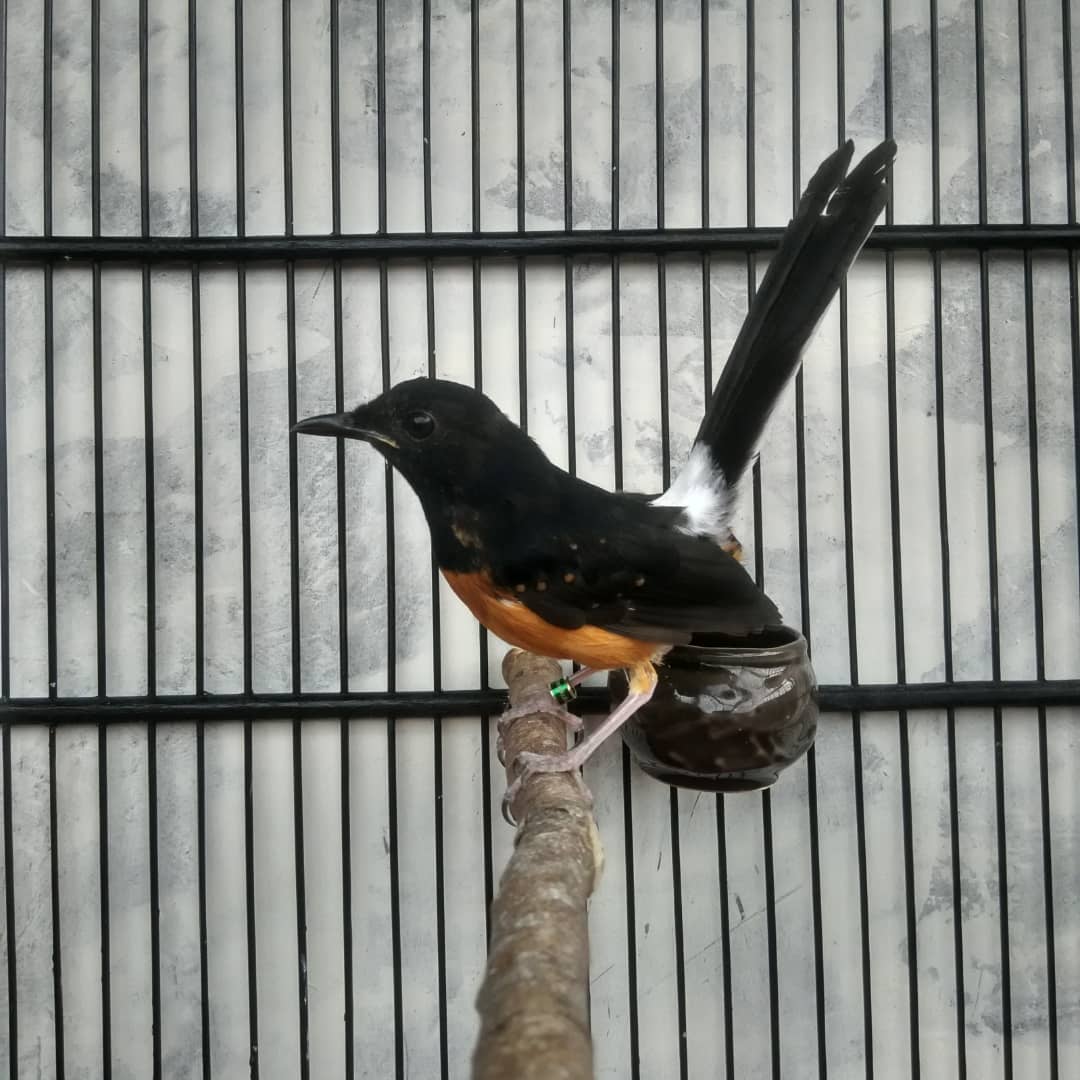 Berikut Daftar Harga Burung Murai Terbaru Yang Jadi Isu Terkini Di Berikut Daftar Harga Burung Murai Terbaru Yang Jadi Isu Terkini Di