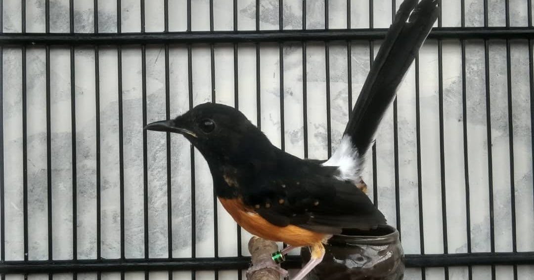 Berikut Daftar Harga Burung Murai Terbaru Yang Jadi Trend Di Pasar