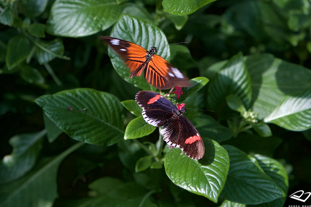 Derek Brad Photography The Key West Butterfly & Nature Conservatory