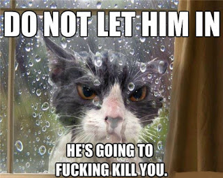 Cat Memes Photos Cat Memes Photos