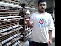 Produksi Telur Puyuh Meningkat, Kandang Bebas Penyakit dan Lalat (Ponorogo)
