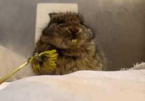Kaninchen frisst Blume Gif