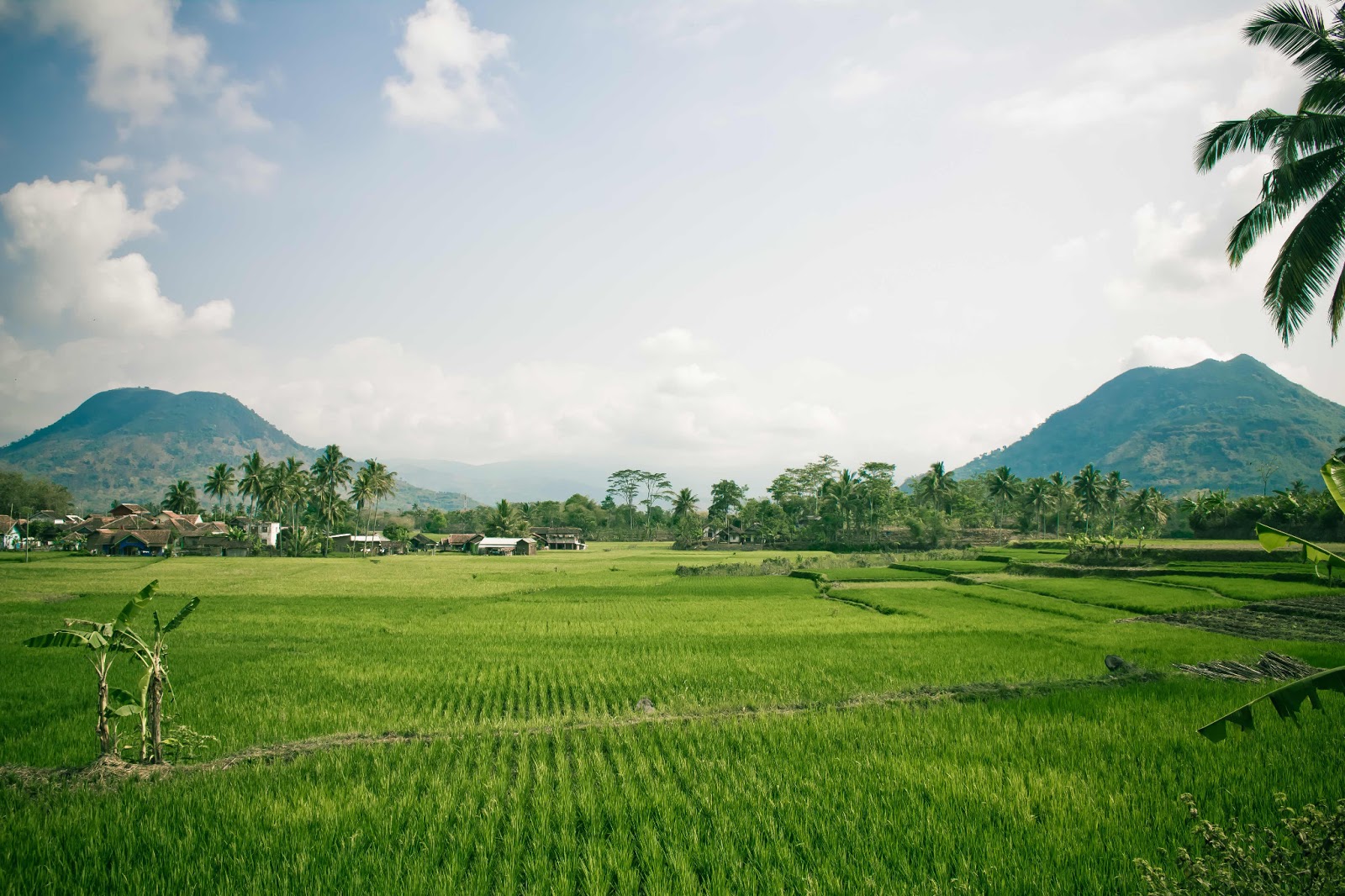 GAMBAR PEMANDANGAN SAWAH  DAN PEGUNUNGAN TERINDAH 