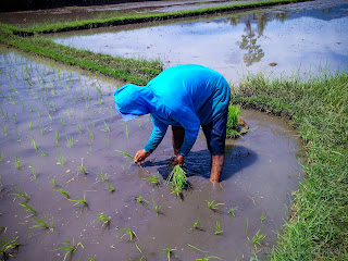 A Farmer Bent Down On The Ground Planting Rice Plants At The Village