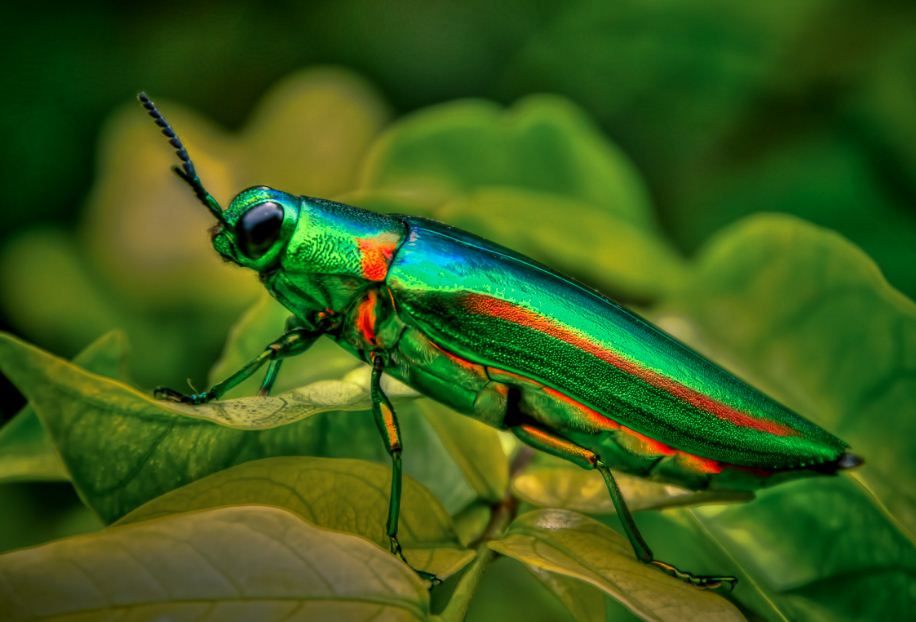 JUAL KUMBANG SAMBER LILIN