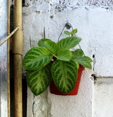 My Sanctuary: Bunga Gantung