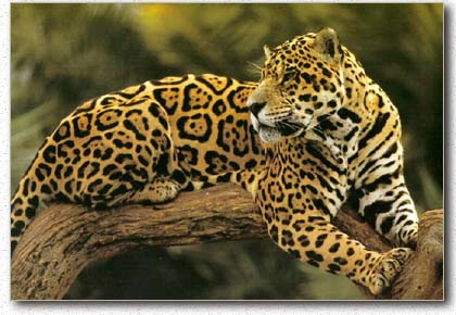 Noticia y Opinión del Perú NOOP: El Jaguar