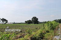 petilasan calon arang