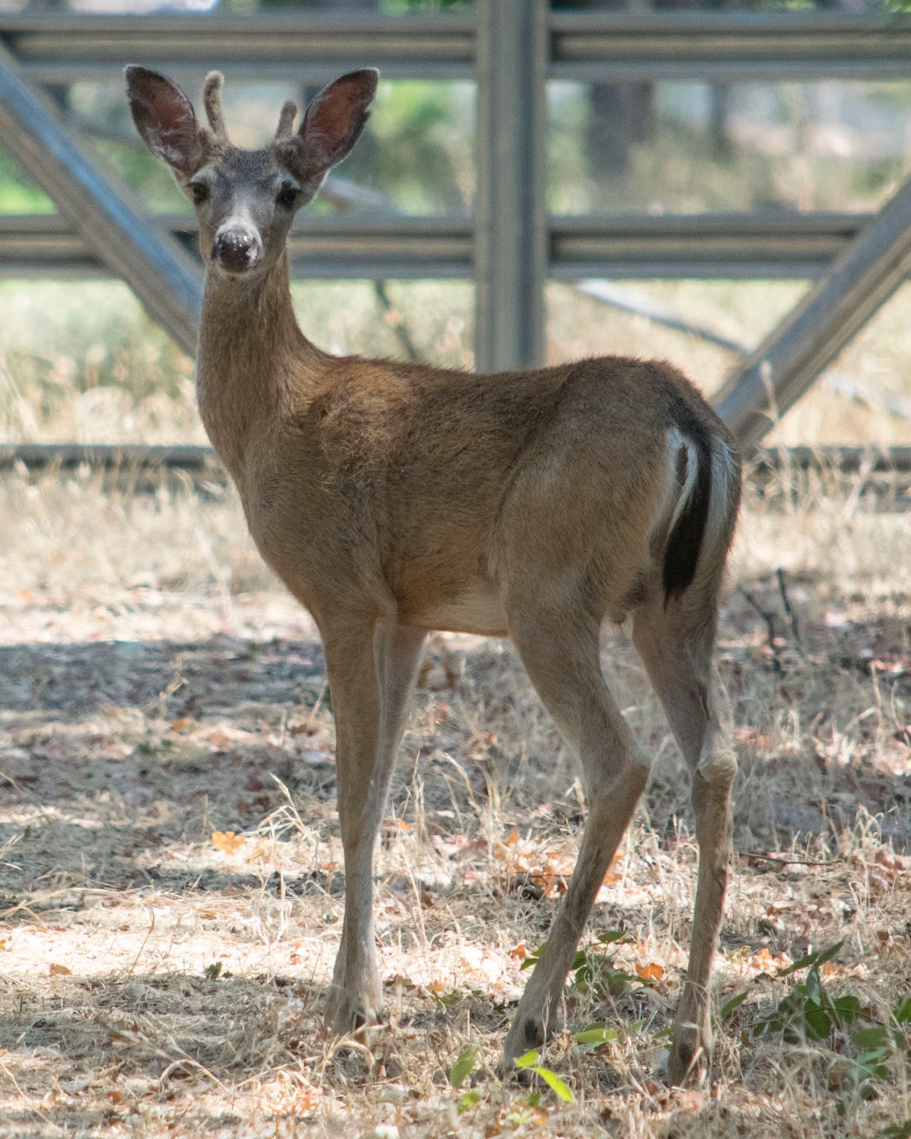 This Hawk'S Diet Is Seriously Bizarre (Deer Included) - f2h2cxg