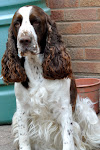 OUR DOG-Maisy(Trimere Top Totty at Mupties),born 09/09/2006