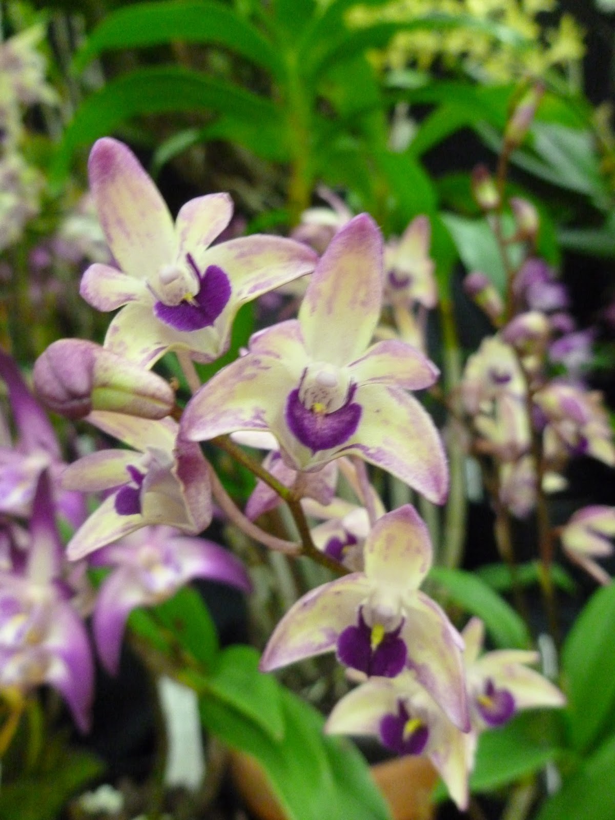 Onslow and Miss B Australian Native Orchid Society conference