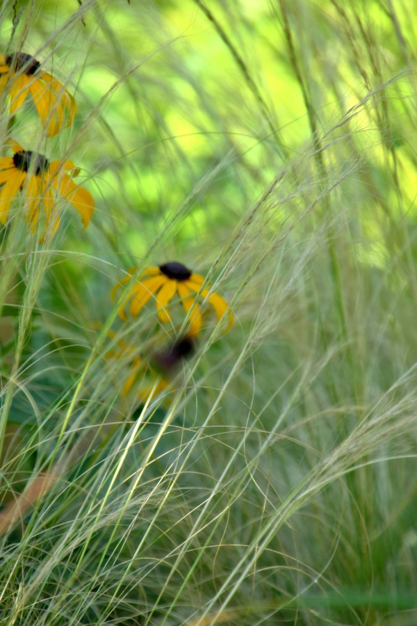 Die Gartenbotschafterin IT´ GOOD TO TOUCH THE GREEN GREEN GRASS OF HOME