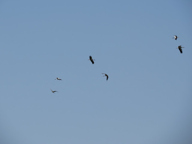 White Storks - Spain