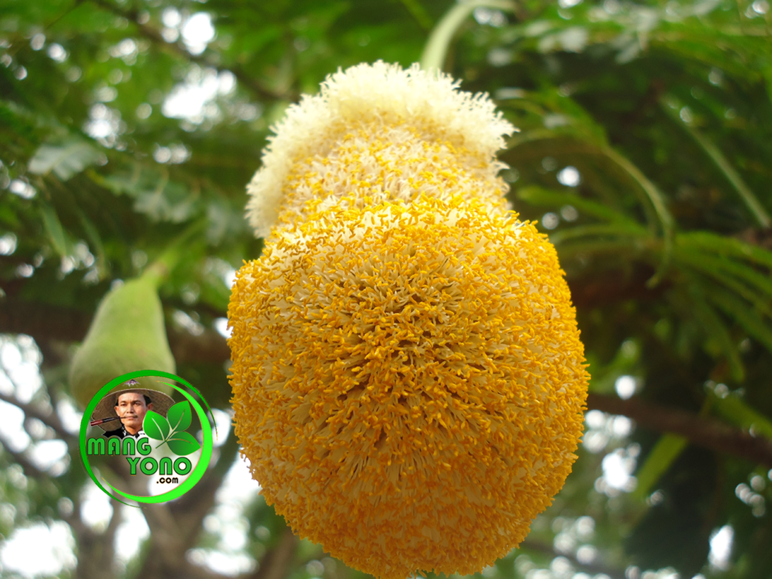 Cara agar pohon peuteuy / pete berbuah lebat dan tidak rontok.