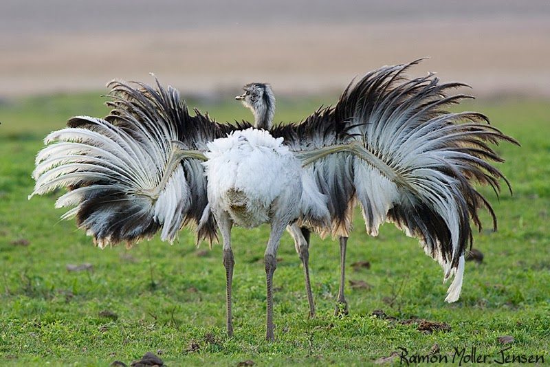 Greater Rhea Birds World
