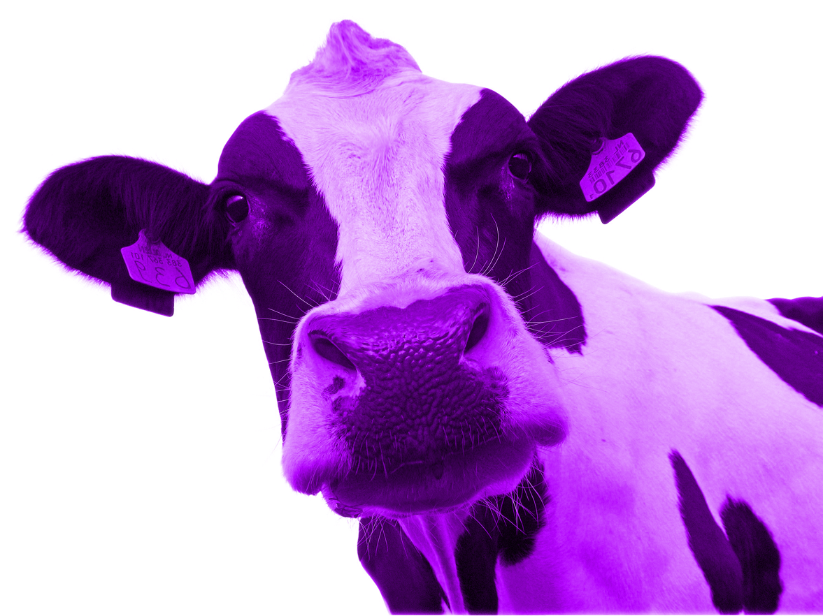 Entendiendo la diferenciación: La Vaca Púrpura - Libio Encarnación