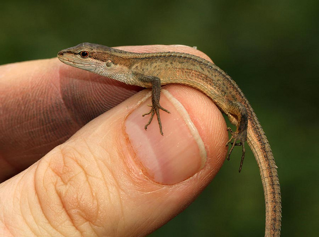 RoundUs Long Tailed Lizard As Gorgeous And Charming Pets roundus-long-tailed-lizard-as-gorgeous-and-charming-pets