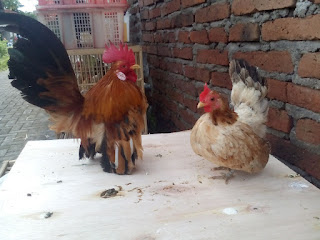 Ayam Serama Dewasa Sepasang