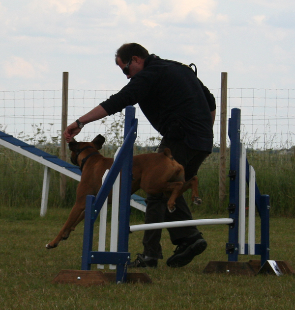 Black Jack Dog Training Centre Agility photos 11 June Toby & Bolly