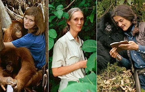 Every Day Is Special: January 16 – Happy Birthday, Dian Fossey