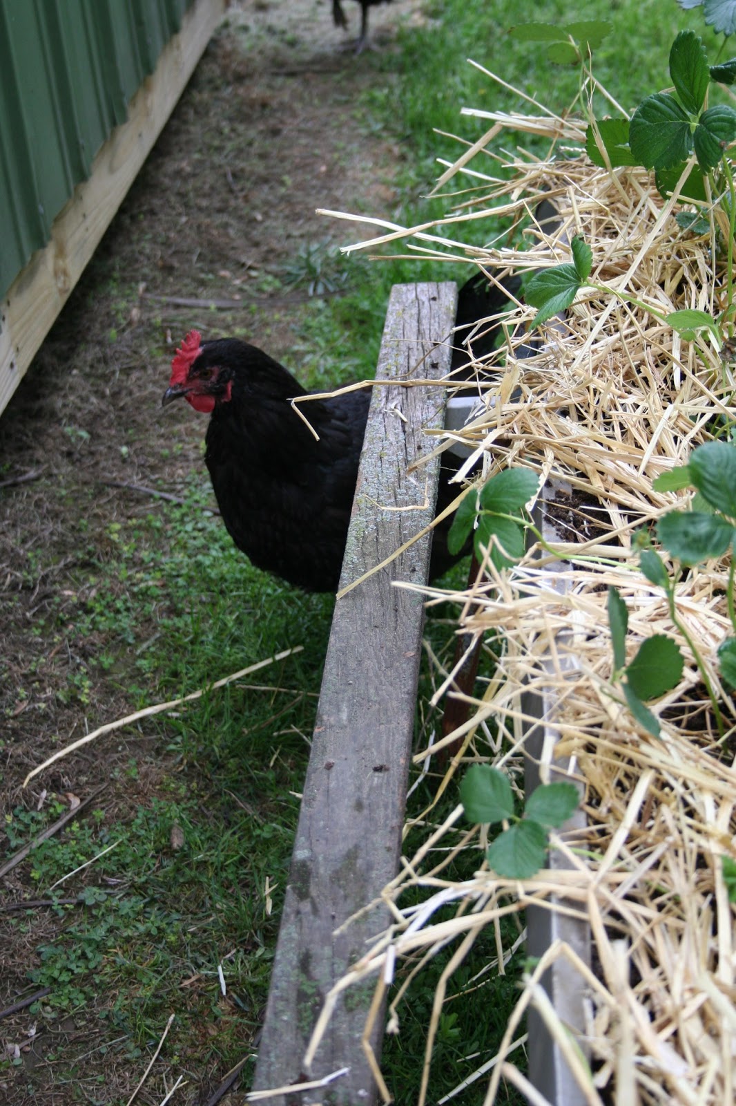 Chicken Scratch Poultry Planting Strawberries In An Old Chicken Feeder