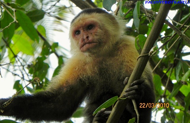 Mono capuchino en Cahuita