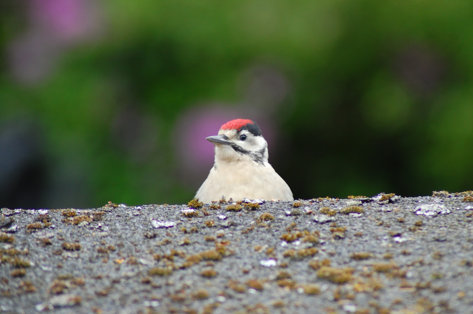 Baby Woodpecker