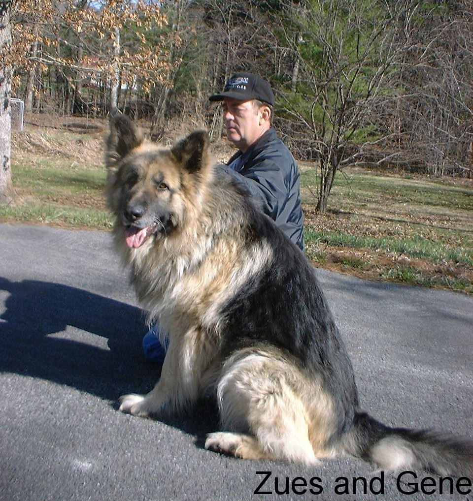 Largest German Shepherds Dog German Shepherds