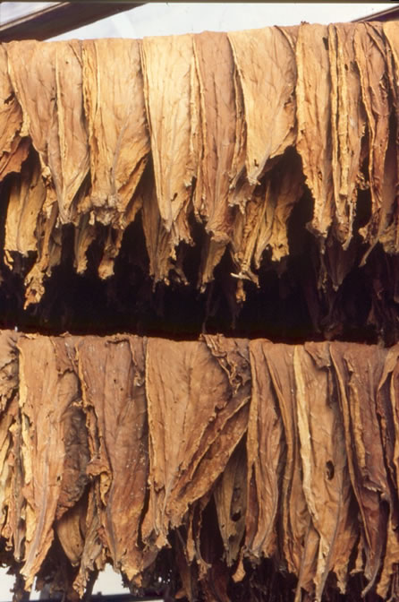 PREZZI Tabacchi Agg. 10 Settembre 2019 | Sigari E Tabacchi - Foto 1