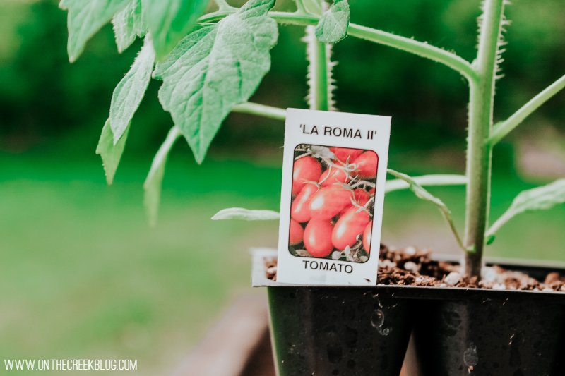 La Roma tomato plant!